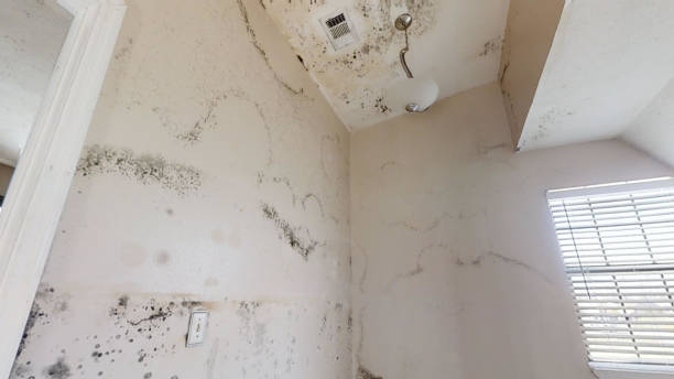 Best Mold Removal for HVAC Installations  in West Sharyland, TX