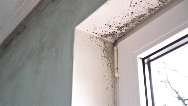 Best Comprehensive Air Testing for Mold Contaminants  in West Sharyland, TX