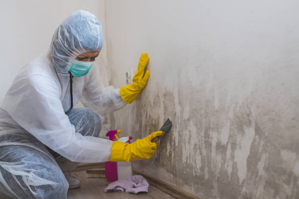 Best Post-Construction Mold Inspection  in West Sharyland, TX