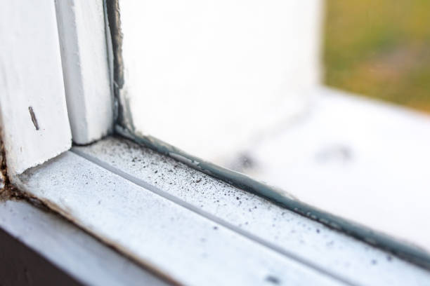 Best Attic Mold Removal  in West Sharyland, TX