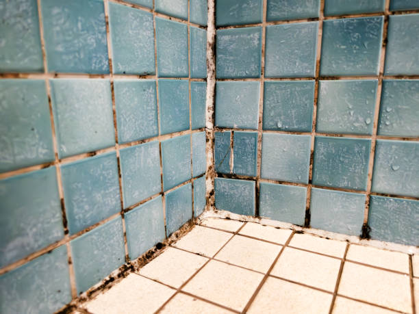 Best Mold Damage Restoration  in West Sharyland, TX