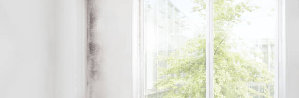 Best Real Estate Mold Inspection  in West Sharyland, TX