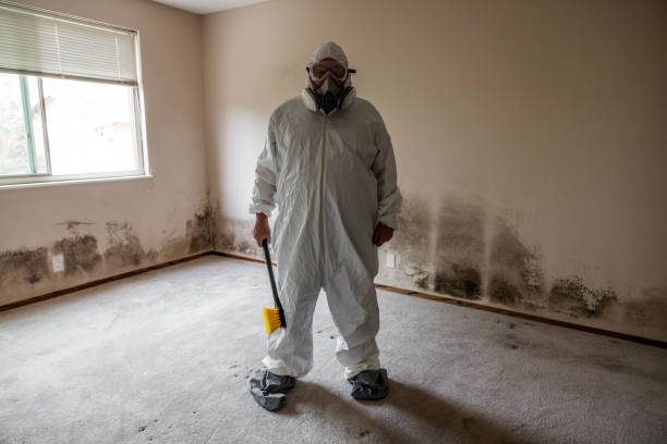 Best Basement Mold Removal  in West Sharyland, TX
